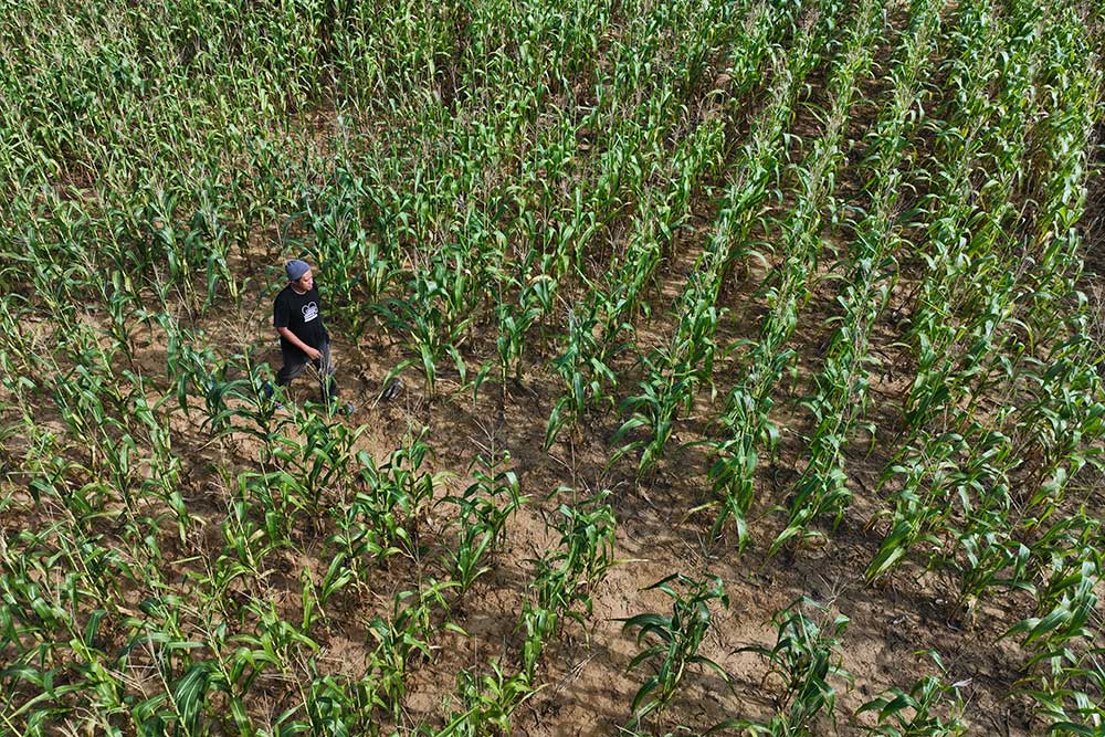  Dukung Program Ketahanan Pangan, Petani di Sulawesi Tenggara Tanam Jagung Seluar 600 Ha