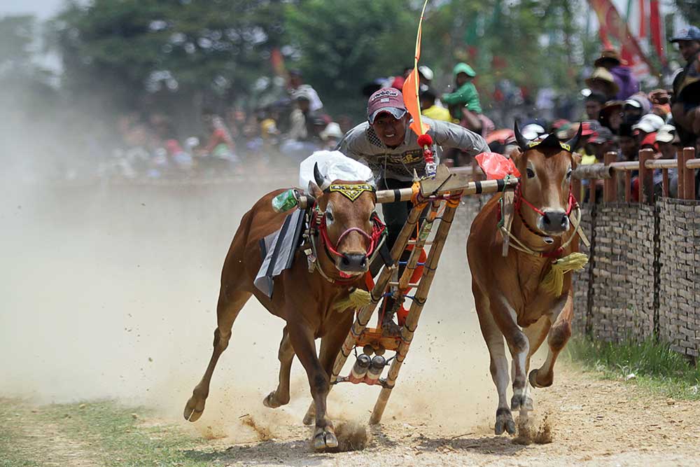  Lomba Karapan Sapi di Jawa Timur Diikuti 48 Peserta