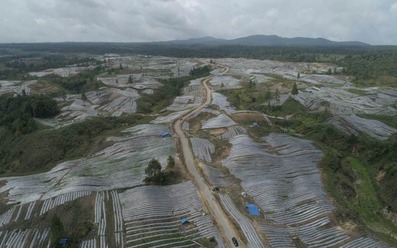  Buka Lahan untuk Food Estate, PUPR Garap Papua