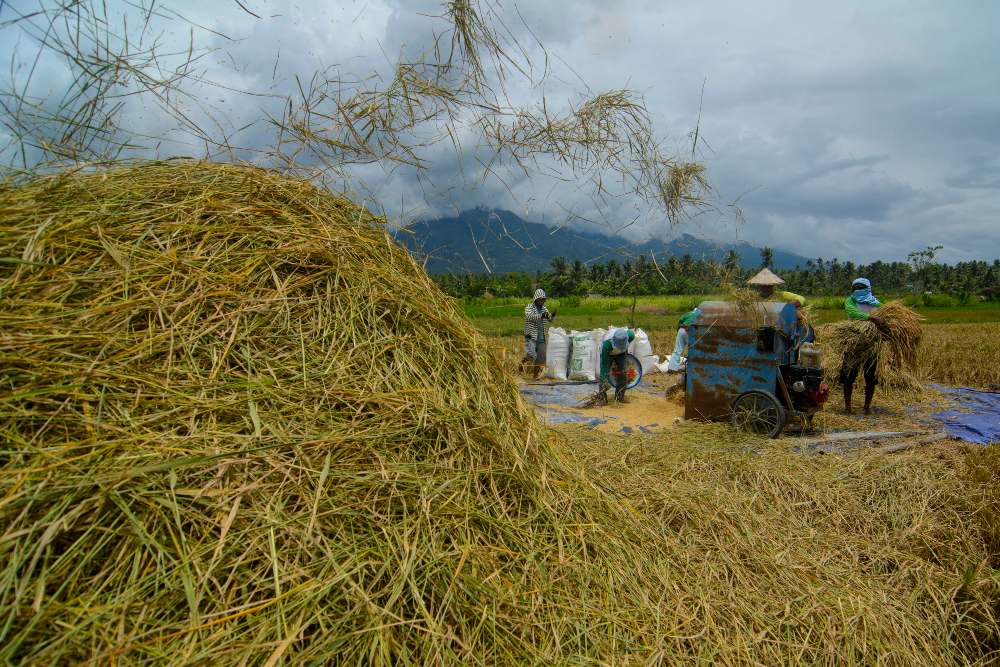Sejumlah buruh tani merontokkan padi dengan mesin saat panen di Desa Binangga, Sigi, Sulawesi Tengah, Minggu (12/3/2023). Memasuki musim panen raya padi hingga Mei mendatang, Badan Pangan Nasional menugaskan Bulog untuk menyerap sebanyak 2,19 juta ton beras lokal dengan target pemenuhan sebesar 70 persen baik dengan skema cadangan beras pemerintah (CBP), fleksibilitas, maupun skema komersial. ANTARA FOTO/Basri Marzuki/rwa.
