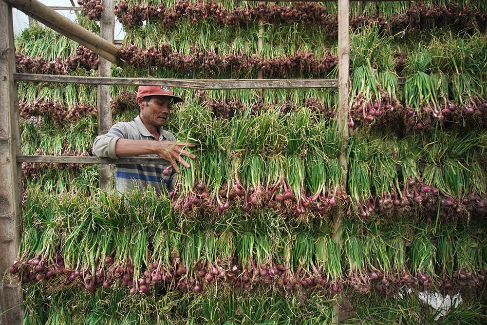  Sejak Awal Bulan Ramadan, Harga Bawang Merah Ditingkat Petani Turun