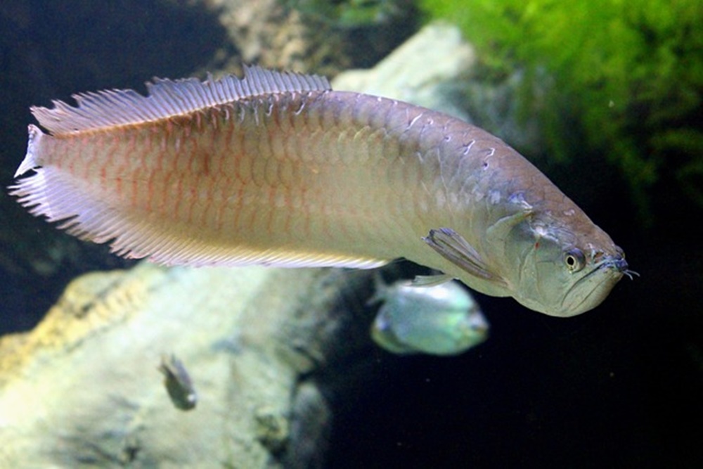 10 Ikan Termahal di Dunia, Harganya Mencapai Rp6,175 MIliar (pixabay)