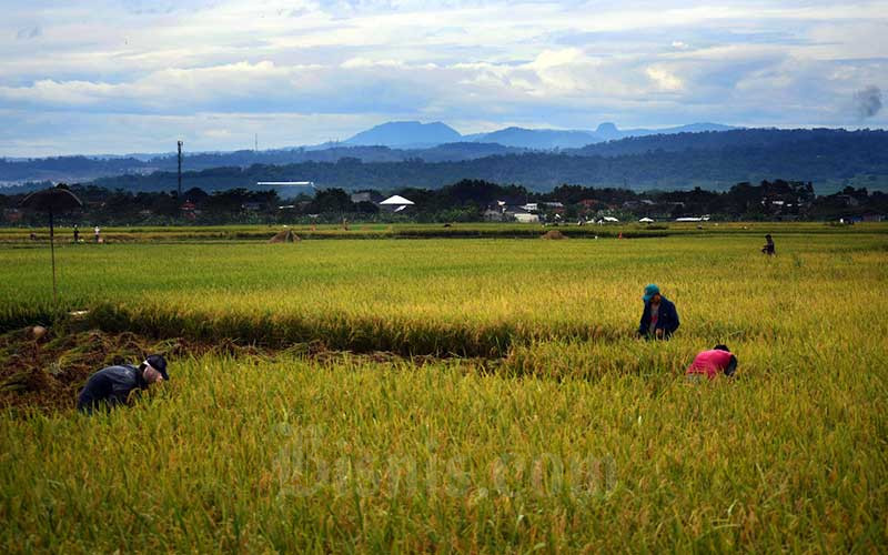Petani memanen padi disawah garapannya di Bogor, Jawa Barat, Sabtu (11/4/2020). Bisnis/Abdurachman