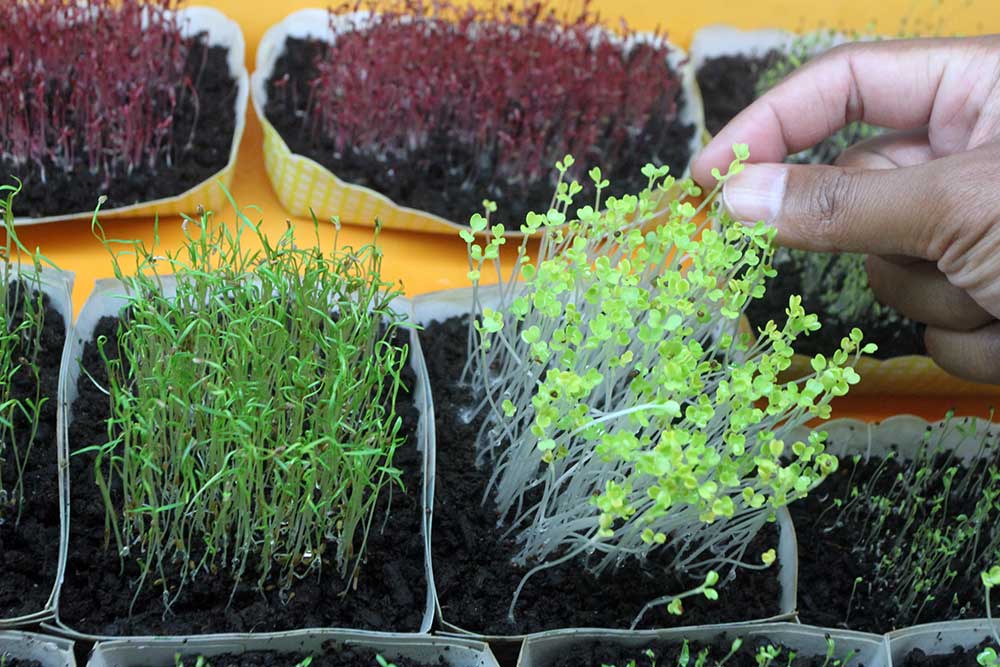  Bisnis Sayuran Mini (Micro Green) di Malang