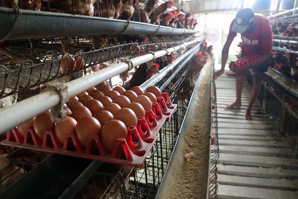  Harga Telur Ayam Mulai Merangkak Naik Akibat Kenaikan Harga Pangan