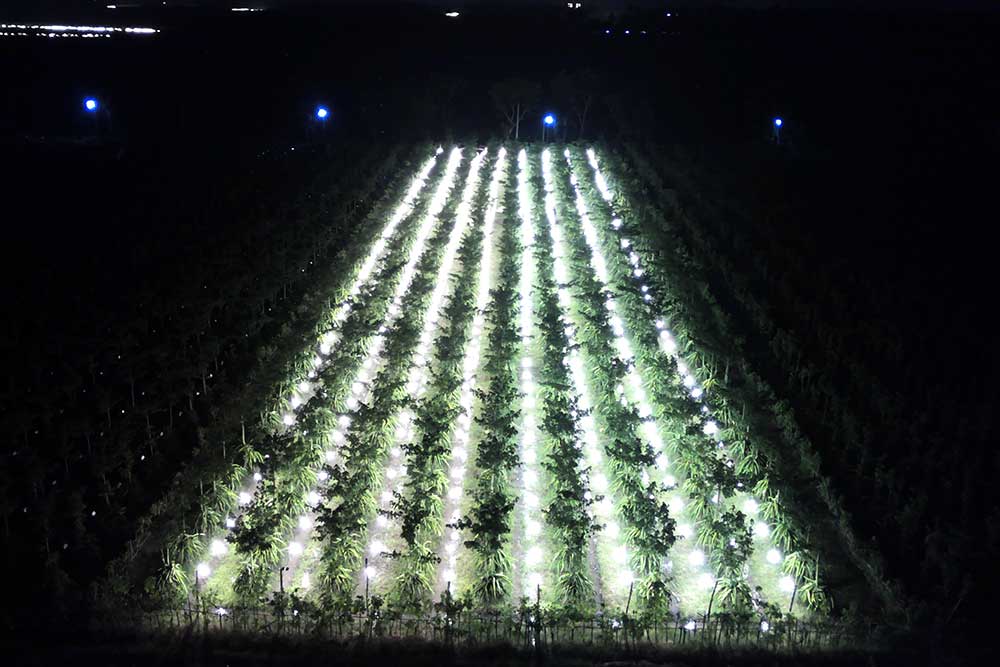  Petani Buah Naga di Banyuwangi Gunakan Lampu Untuk Meningkatkan Produktivitas Buah