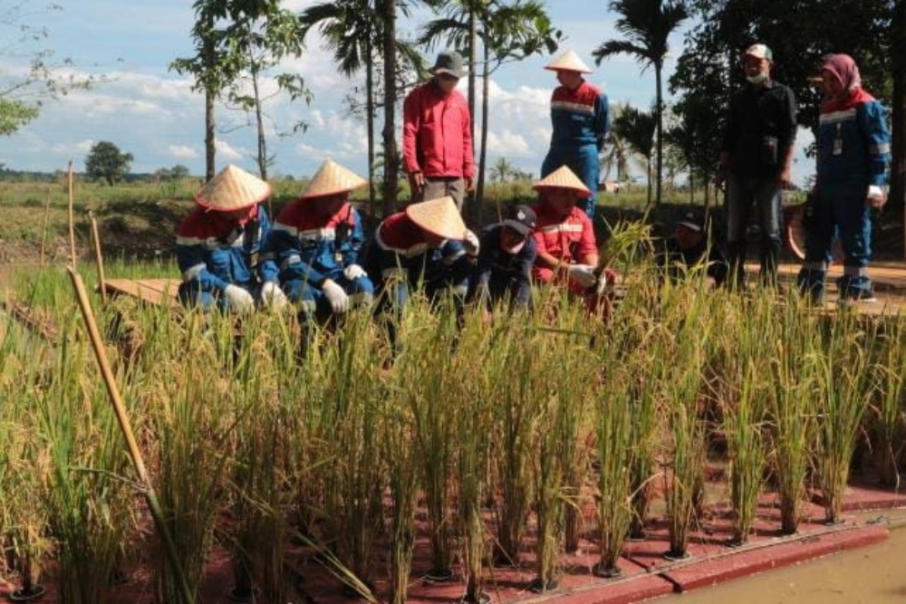  Inovasi Budi Daya Padi Apung Pertama di Sumsel Sukses Panen