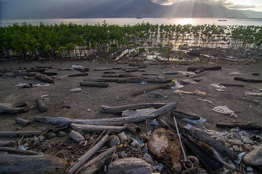  Sampah Kiriman Ancam Kawasan Konservasi Mangrove di Palu Sulawesi Tengah