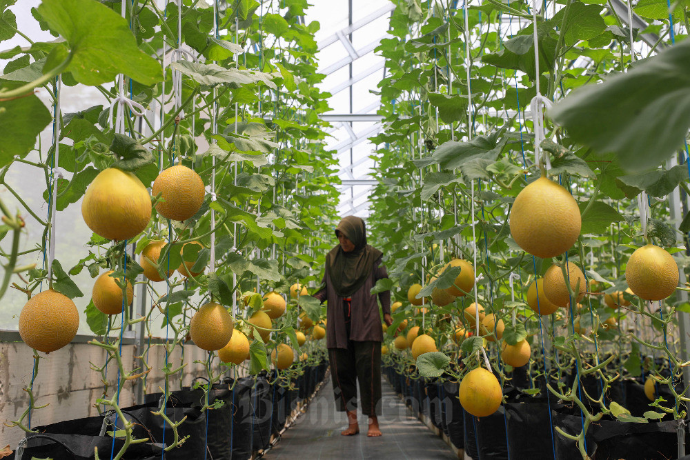  Green House Suara Hijau Farming di Jakarta Dikelola Untuk Pemberdayaan Perempuan Pemulung