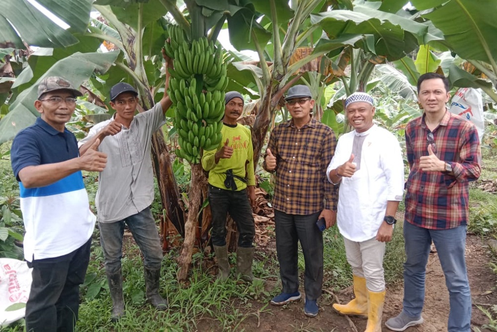  DPTPH Kaltim Sokong Pengembangan Pisang Kepok Gerecek dengan Alat Panen Modern