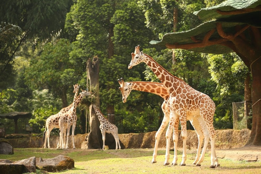Wisata Puncak/Taman Safari Indonesia