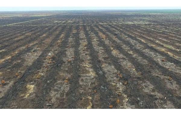 Foto udara lahan gambut yang dijadikan areal tanam sawit: masih tampak sisa terbakar./KLHK-Istimewa
