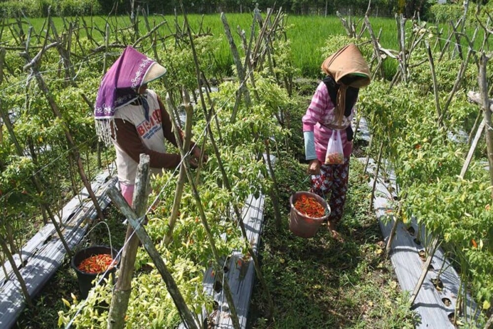  Inflasi Sulsel Melambat saat Momen Lebaran, Ini Penyebabnya