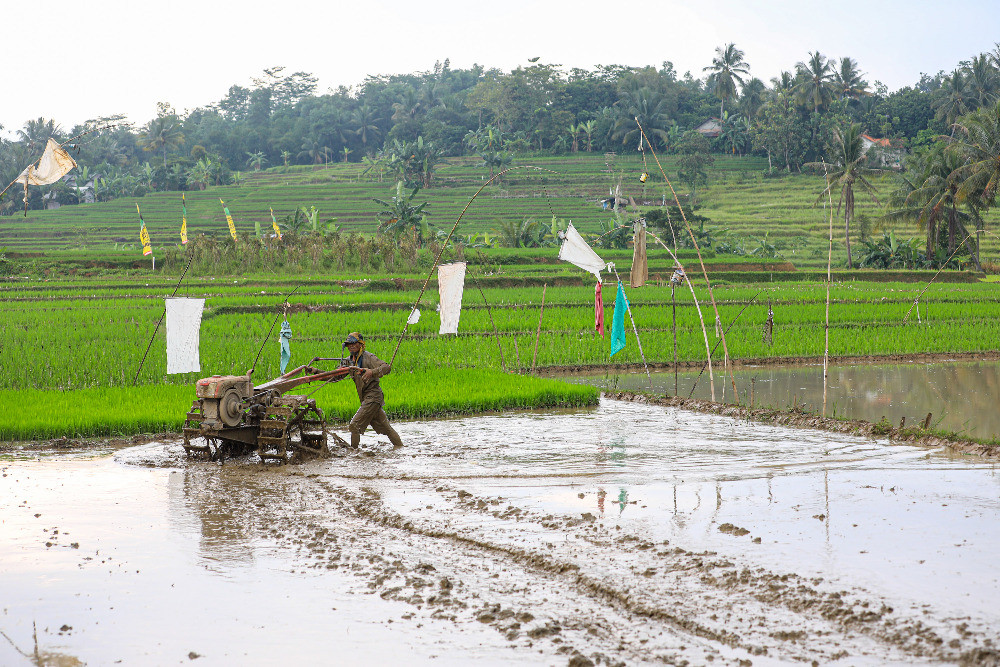  Penyaluran Kredit Usaha Rakyat (KUR) di Sektor Pertanian Paling Subur