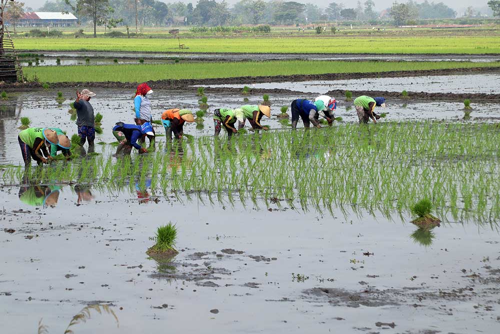  Kementan Dorong Percepatan Tanam Padi Kembali Setelah Panen