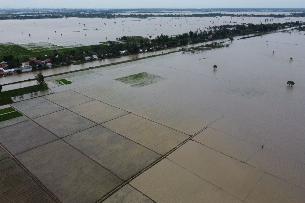  Curah Hujan Tinggi di Sumedang Sebabkan Puluhan Hektare Sawah Gagal Panen