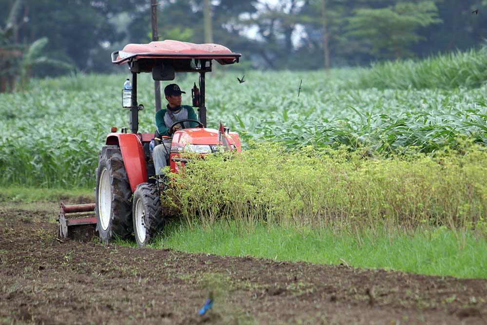  Petani Cabai di Kediri Gunakan Traktor Saat Panen