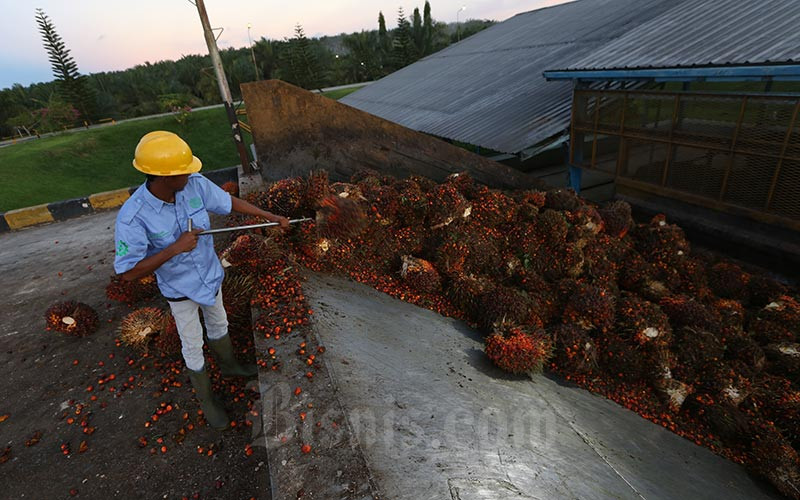  Harga Sawit Sumsel Pascalebaran Tetap Anjlok