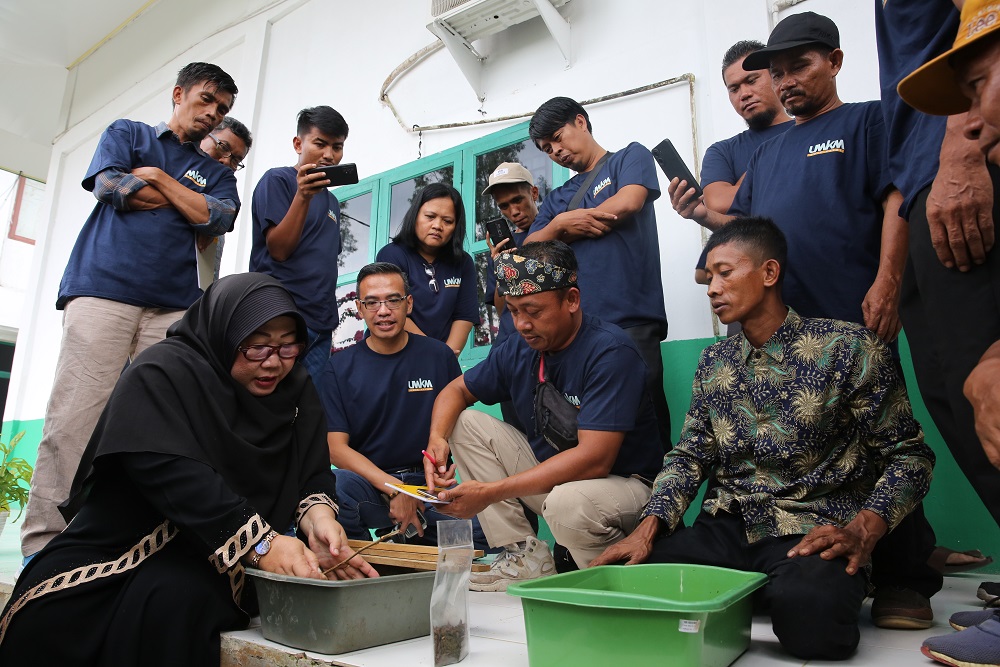  Budi Daya Maggot untuk Pakan Ternak Bisa Hasilkan Jutaan Rupiah, Ini penjelasannya