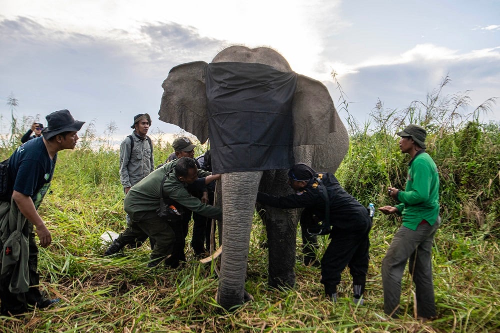 BKSDA Pasang GPS Collar untuk Gajah Sumatra di OKI
