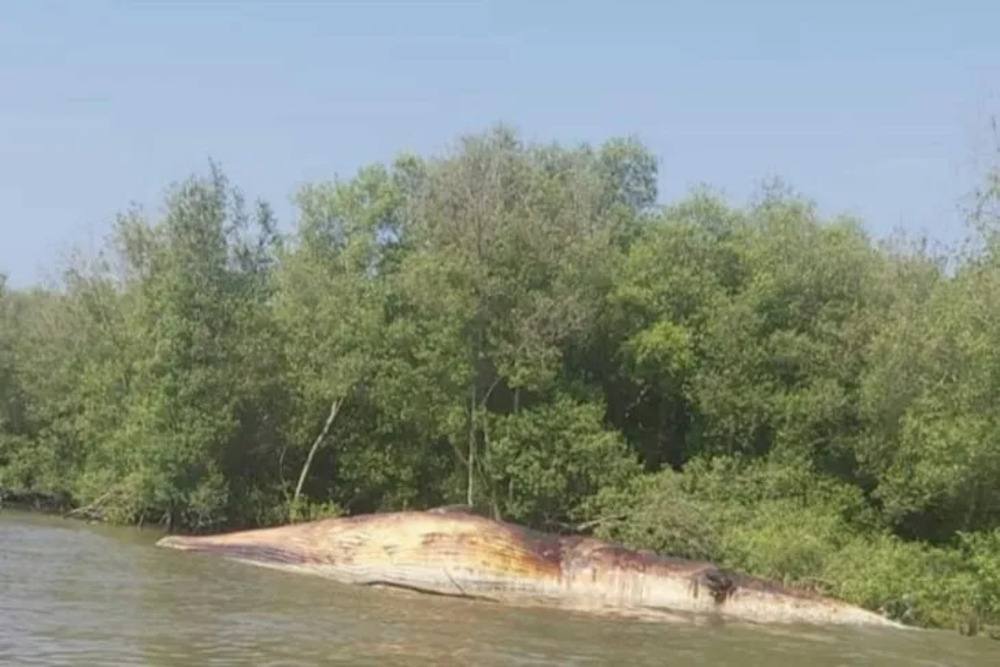 Ikan Paus Balin Mati di Pantai Surabaya, Ini Langkah Pemkot