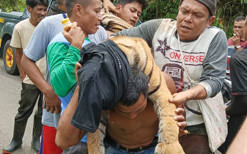  Seekor Harimau Sumatra Mati Akibat Terkena Jerat Babi di Pasaman