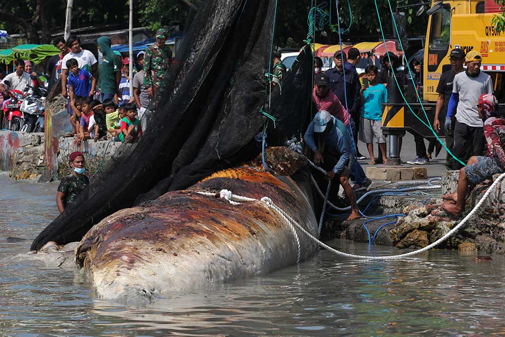  Detik-Detik Proses Evakuasi Bangkai Ikan Paus Balin di Pantai Surabaya