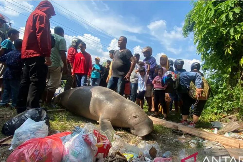  Warga Ambon Kaget, Dugong Berukuran 2 Meter Ditemukan Mati di Pinggir Jalan