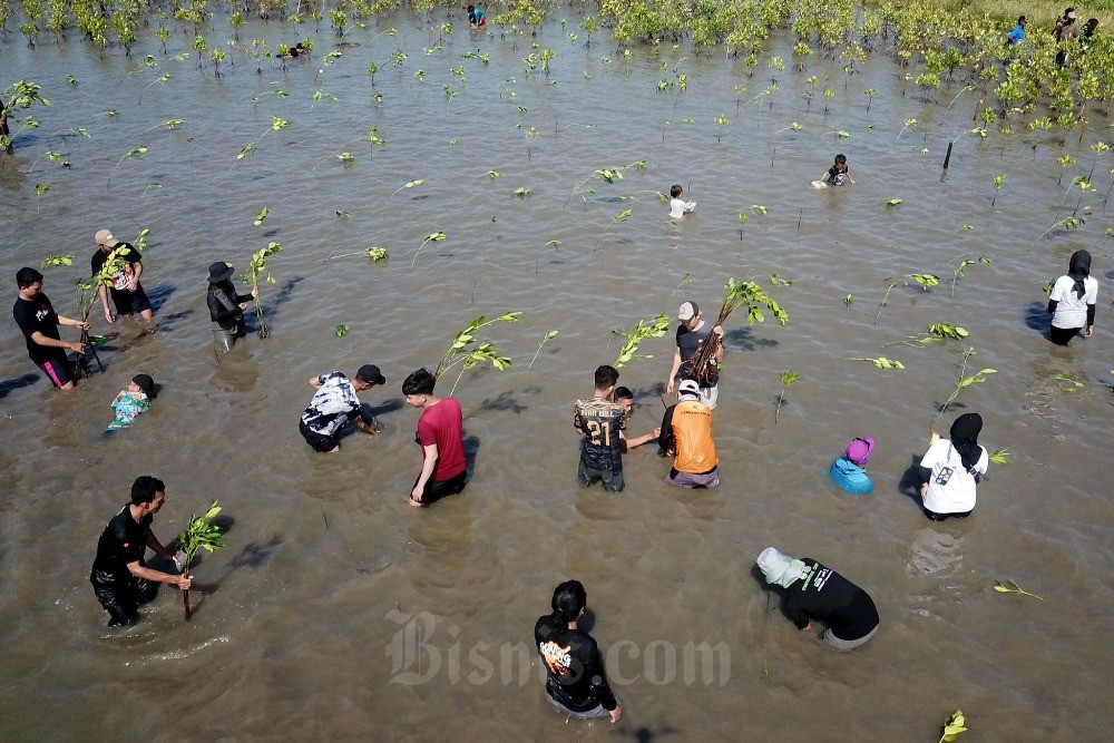  Cegah Abrasi, Pegiat Lingkungan Tanam Ribuan Mangrove
