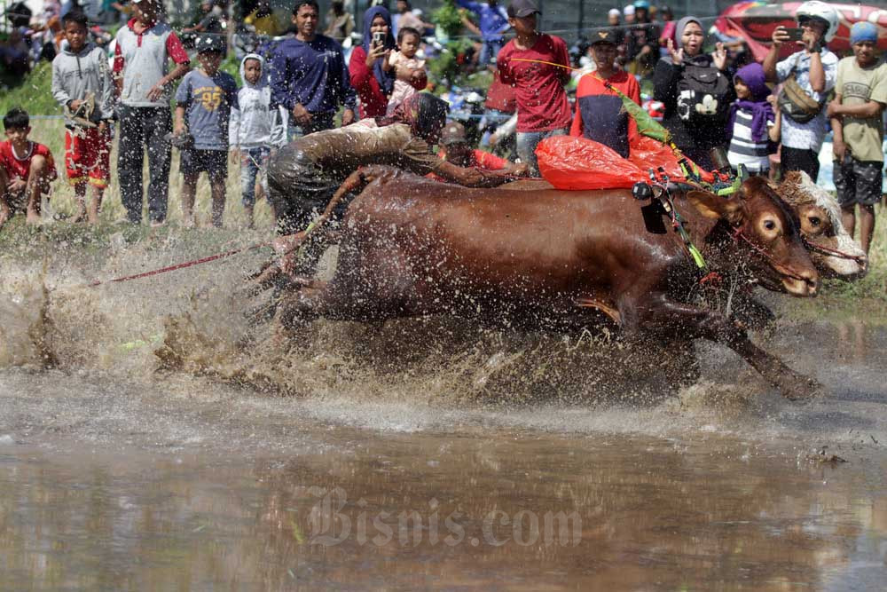  Keseruan Karapan Sapi Brujul Probolinggo