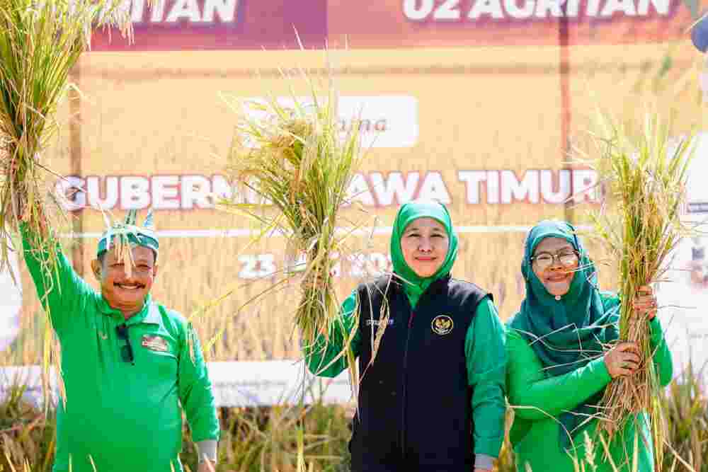  Petani Jatim Didorong Pakai Bibit Padi Varietas BK-900 Situbondo