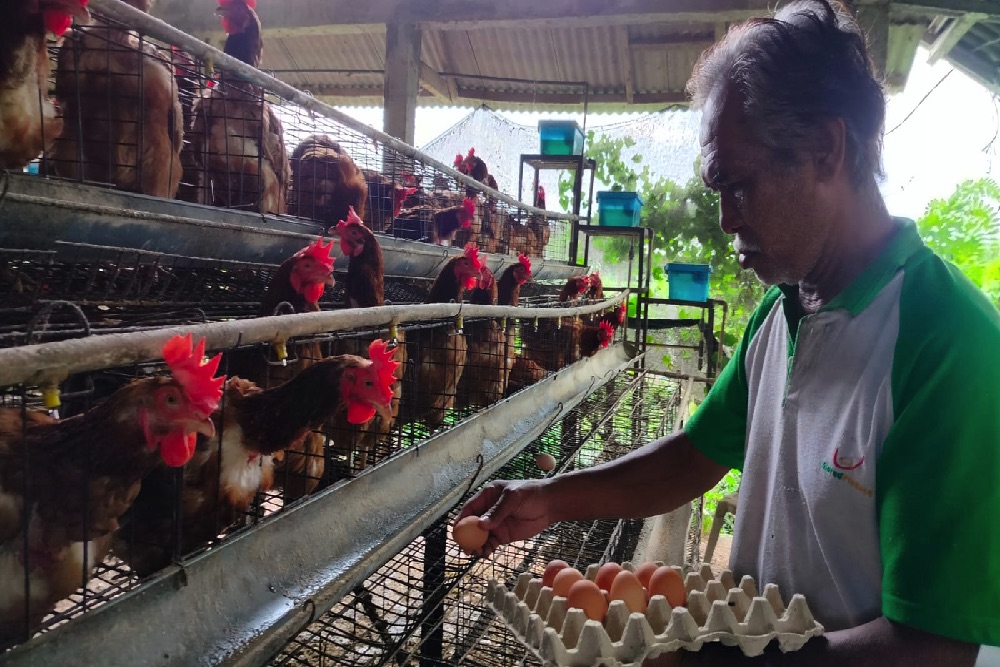 Dibantu KUR, Peternak Ayam Petelur di Bali Mulai Bangkit
