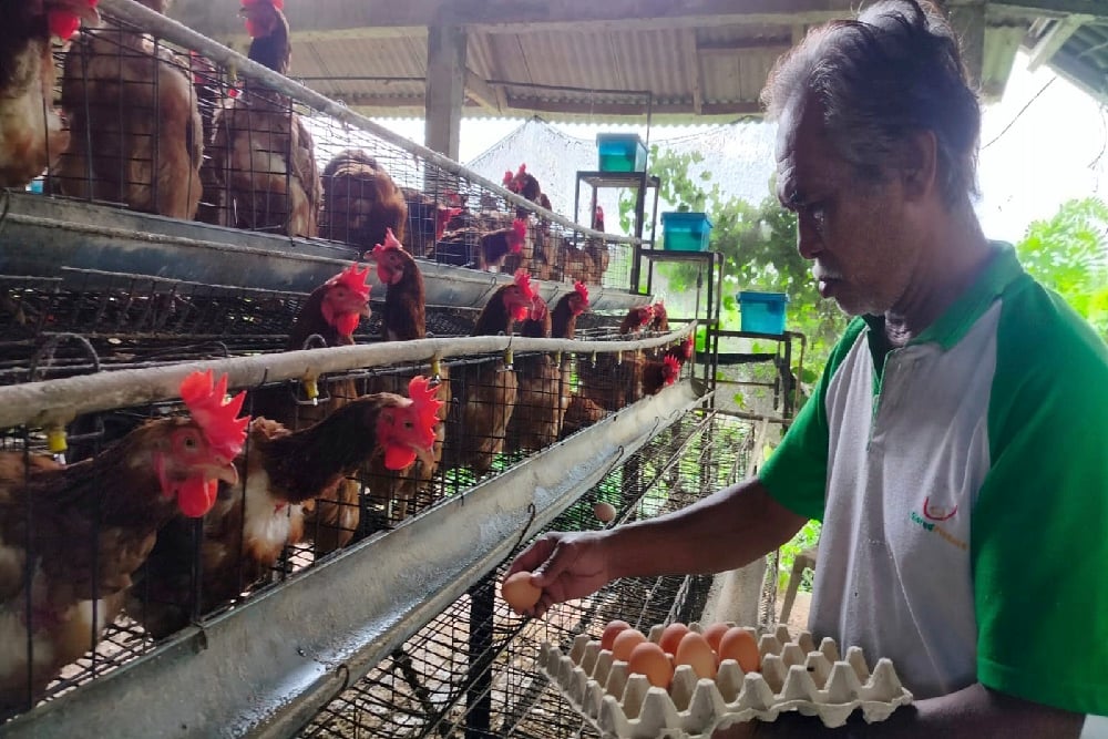  Dibantu KUR, Peternak Ayam Petelur di Bali Mulai Bangkit