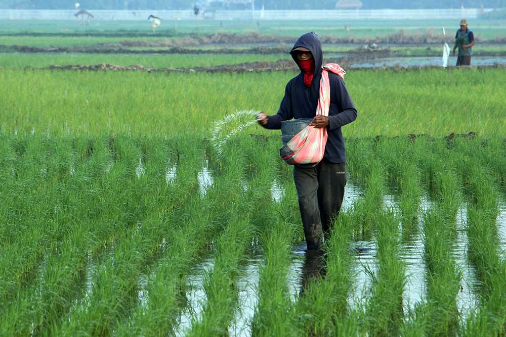  Penyaluran Bantuan Pupuk dan Benih Untuk Petani Telah Mencapai Rp274,4 Miliar