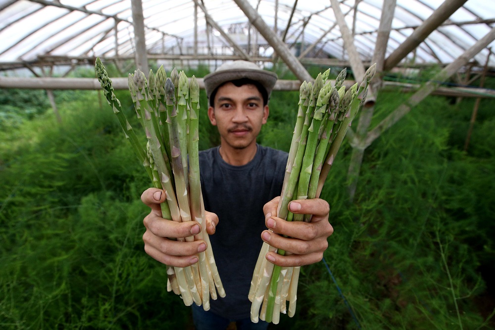  Biro Perekonomian: Program Petani Milenial Butuh Perjuangan