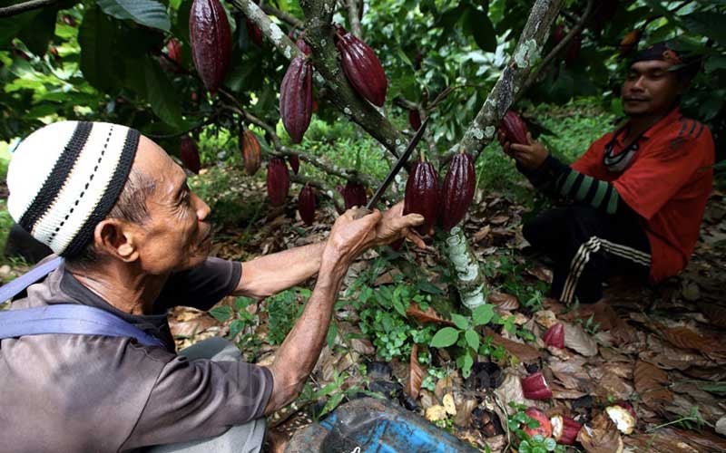  Pertanian Berkelanjutan Dongkrak Kesejahteraan Petani Indonesia