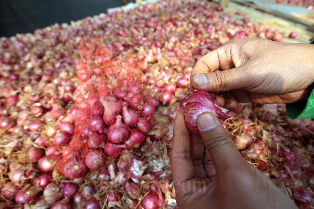  Petani Milenial Jawa Barat Lakukan Terobosan Pergeseran Dengan Memproduksi Bawang Merah