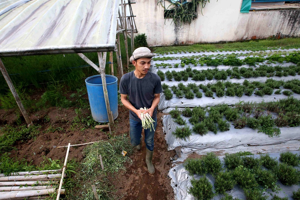  Program Petani Milenial Makin Terakselerasi Usai Pemprov Gandeng Kabupaten/Kota