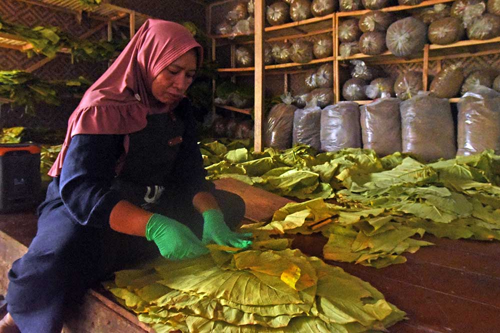  Petani di Banten Mengolah Daun Talas Beneng Menjadi Tembakau Alternatif