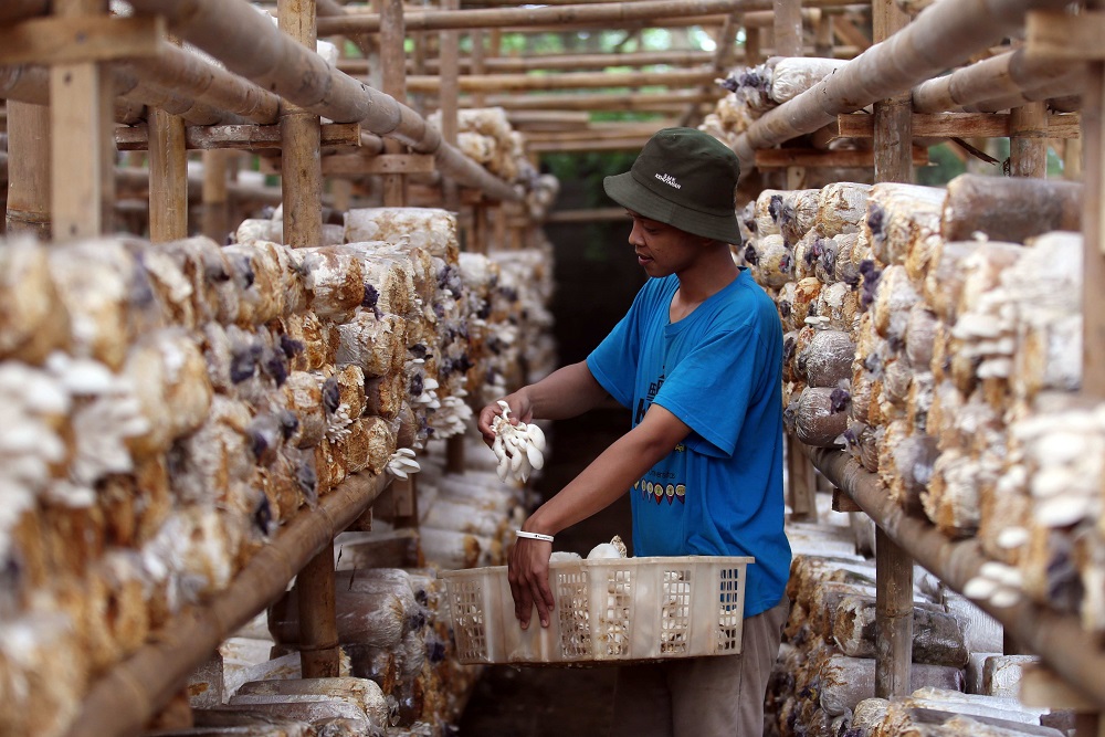  Strategi Distanhor Jabar Agar Produk Petani Milenial Sukses Memetik Cuan