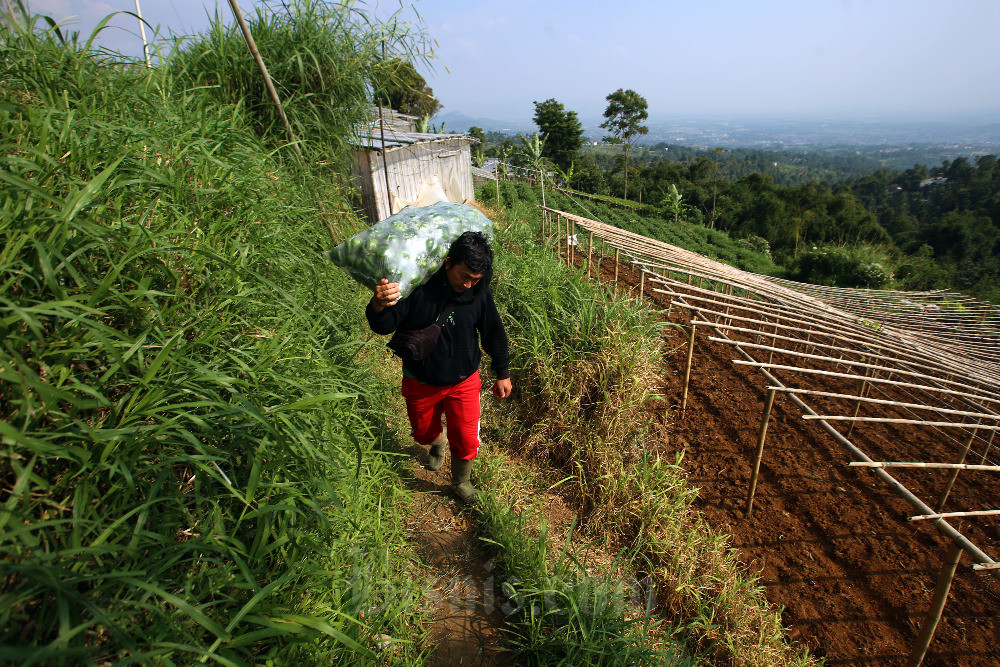  Petani Melenial Asal Ngamprah Produksi Komoditas Premium