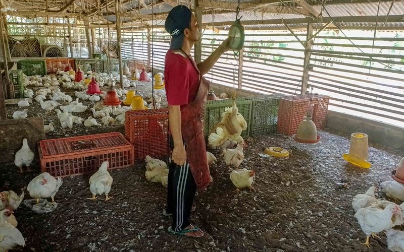 Seorang peternak tengah menimbang ayam untuk dijual ke pasar di Kota Padang, Sumatra Barat. Bisnis/Muhammad Noli Hendra