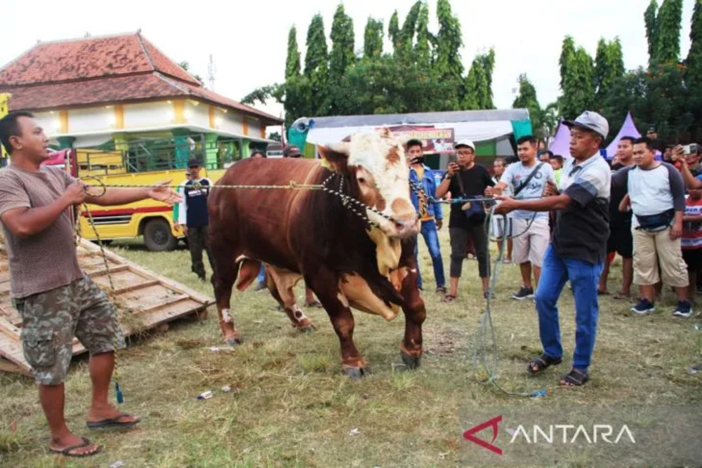 Peternak menurunkan hewan ternaknya di area Kontes Ternak di Alun-Alun Kecamatan Besuki, Situbondo, Jatim, Selasa (30/5/2023)./Antara-Novi Husdinariyanto.