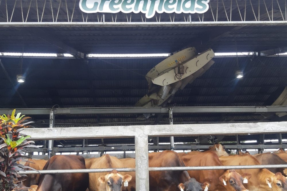 Peternakan sapi yang dikelola Greenfields/Bisnis-Widya Islamiati