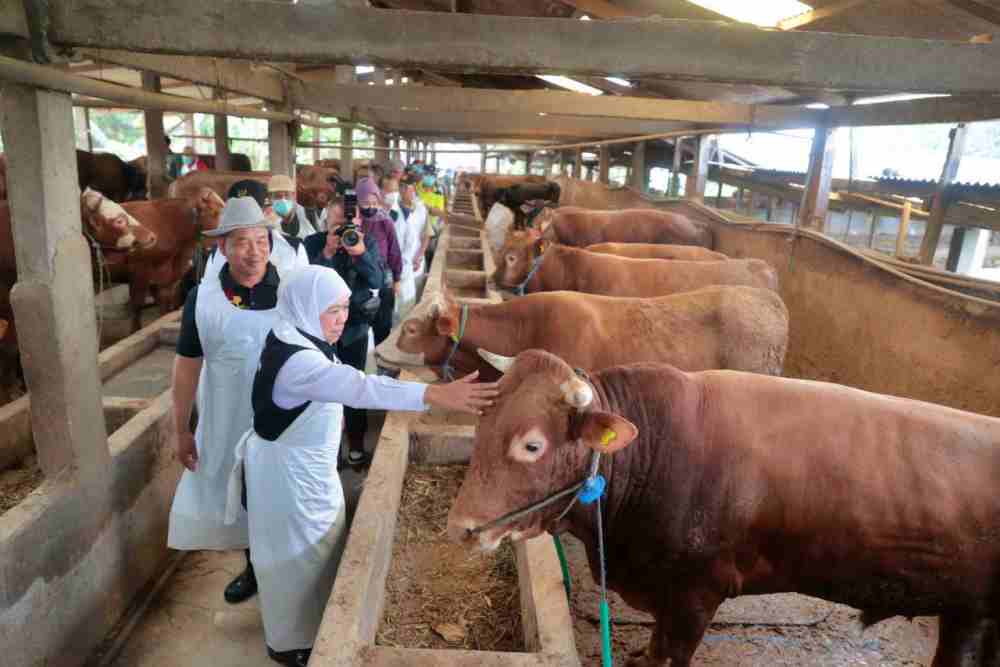  Kebutuhan Hewan Kurban di Jatim Tahun Ini Diproyeksi 483.859 Ekor