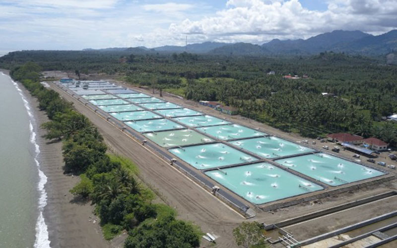  KKP Memulai Proyek Tambak Udang 1.800 Ha di Waingapu NTT