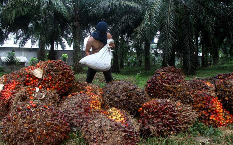 Pekerja menata kelapa sawit saat panen di kawasan Kemang, Kabupaten Bogor, Minggu (30/8/2020). Badan Litbang Kementerian ESDM memulai kajian kelayakan pemanfaatan minyak nabati murni (crude palm oil/CPO) untuk pembangkit listrik tenaga diesel (PLTD) hingga Desember 2020. Bisnis/Arief Hermawan P