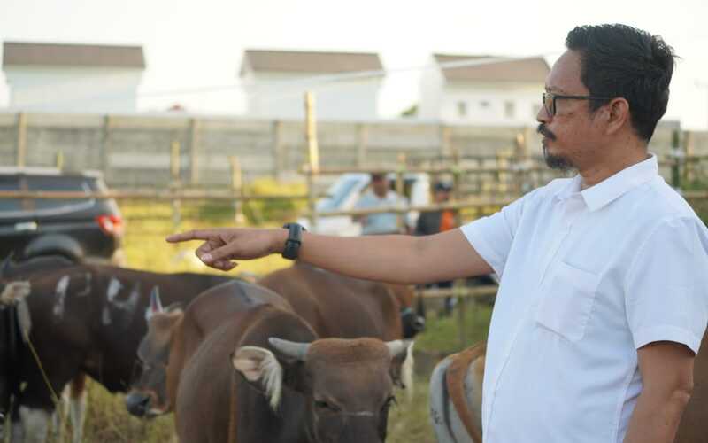 Plh Direktur Utama PD RPH Makassar Muhammad Idris saat memperlihatkan sapi yang baru saja didatangkan dari Sumbawa./PD RPH.