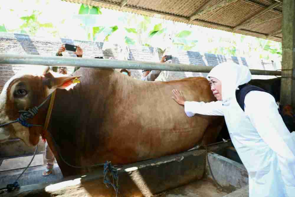 Gubernur Jatim Khofifah Indar Parawansa saat meninjau kesiapan hewan kurban di peternakan One Qolbu Farm Sidoarjo, Kamis (8/6/2023)./Dok. Pemprov Jatim
