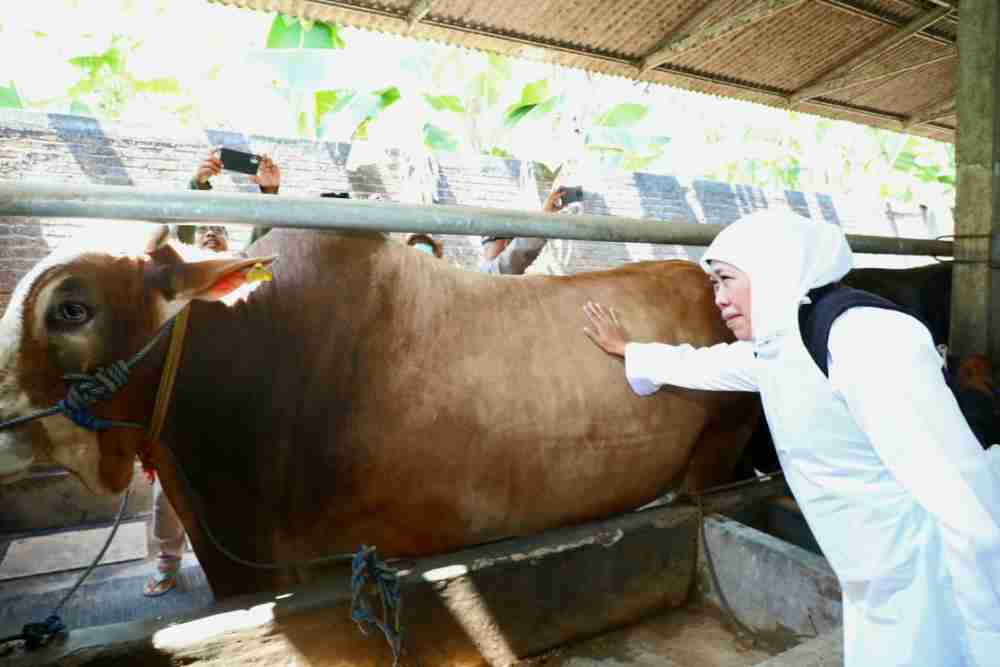  Harga Sapi di Jatim Mulai Naik Sampai Rp3 Juta/Ekor